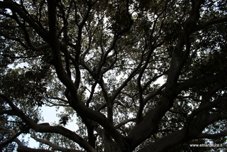 Ficus Scuola Superiore
